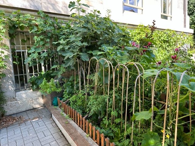 jardin juillet 2023